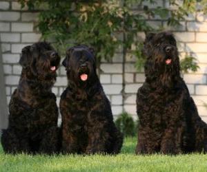 Puzzle Μαύρη ρωσικά τεριέ είναι μια φυλή του σκυλιού αναπτύχθηκε ως σκυλί φρουράς και της αστυνομίας